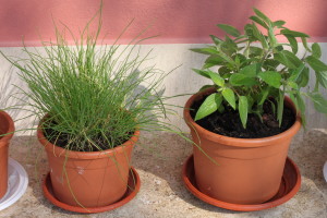 Erba cipollina + Salvia ananas