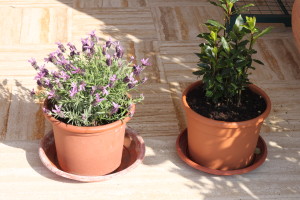 Lavanda + Alloro